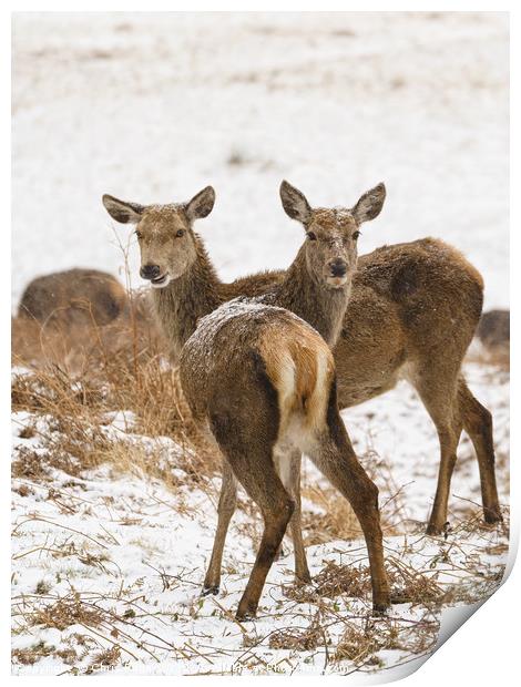 Red deer doe in snow Print by Chris Rabe