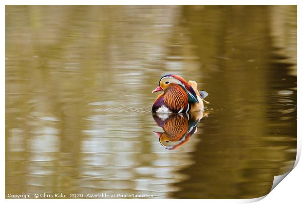 Mandarin Duck male  Print by Chris Rabe