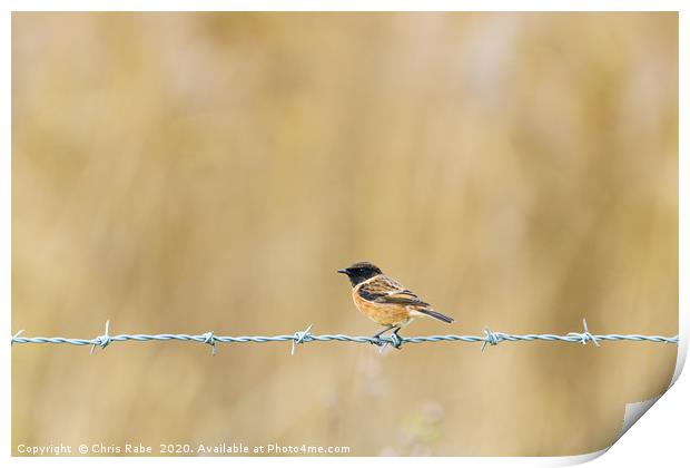 Stonechat perched on wire Print by Chris Rabe