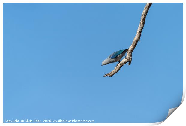 Blue-Gray Tanager against blue sky Print by Chris Rabe