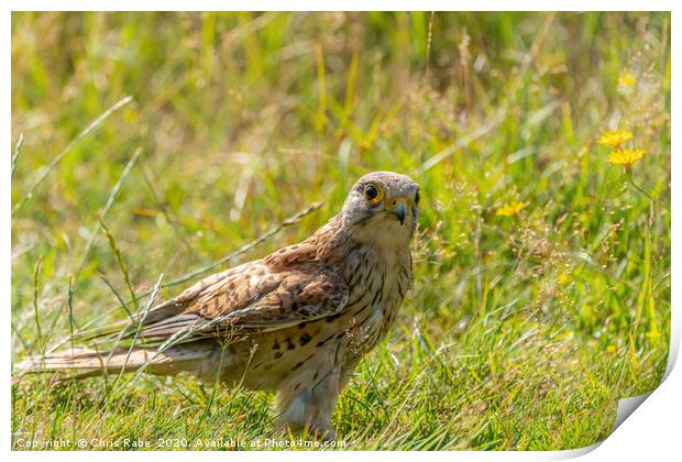 Kestrel Juvenile searching the ground for food Print by Chris Rabe