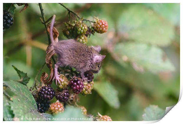 House Mouse climbing on some berries Print by Chris Rabe