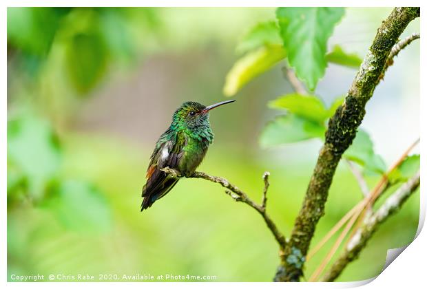 Rufous-Tailed Hummingbird  Print by Chris Rabe