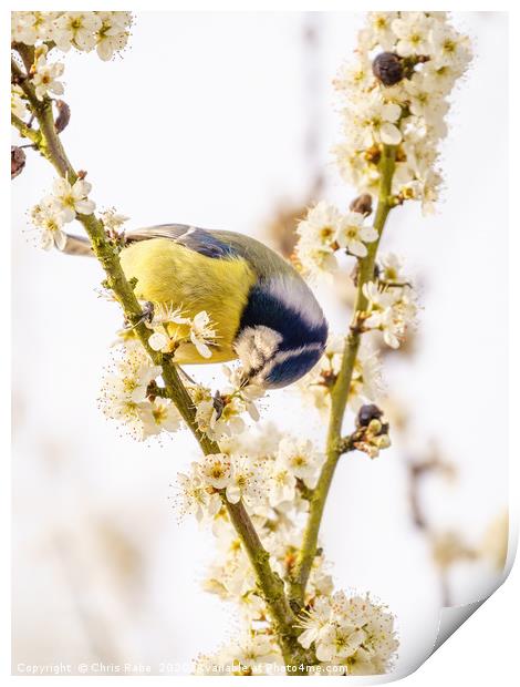 Blue Tit feeding from blossom Print by Chris Rabe