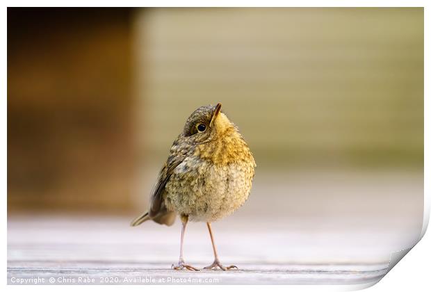 European Robin juvenile exploring a garden Print by Chris Rabe