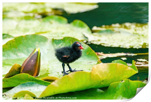 Baby Moorhen on water lily Print by Chris Rabe