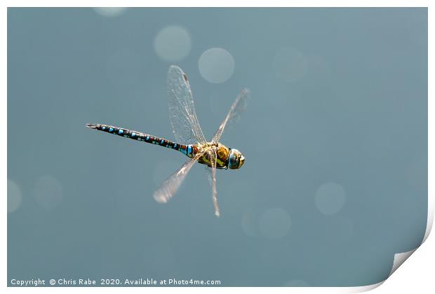 A large blue dragonfly in flight Print by Chris Rabe