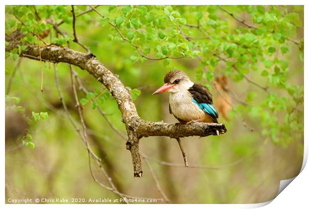 Brown-hooded Kingfisher Print by Chris Rabe