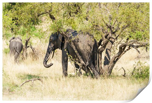 African Elephant having a rub between tree trunks Print by Chris Rabe