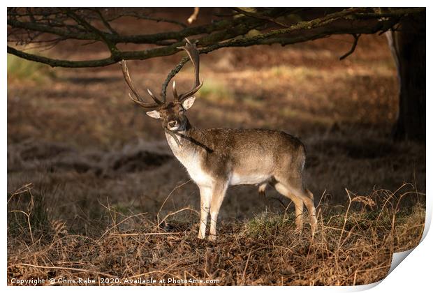 Fallow Deer stag having a good scratch  Print by Chris Rabe