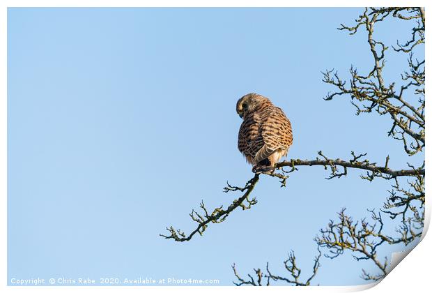 Common Kestrel looking over shoulder Print by Chris Rabe