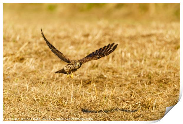 Common Kestrel in flight, low over grass Print by Chris Rabe