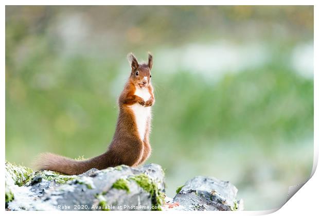 red squirrel standing in light snow Print by Chris Rabe
