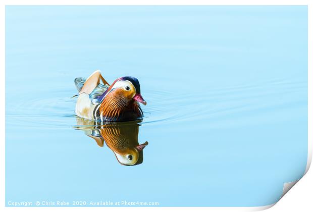 Mandarin Duck male on a still lake Print by Chris Rabe