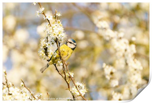 Blue Tit on blossom Print by Chris Rabe