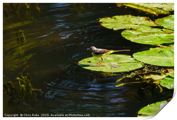 Grey Wagtail on a lily Print by Chris Rabe