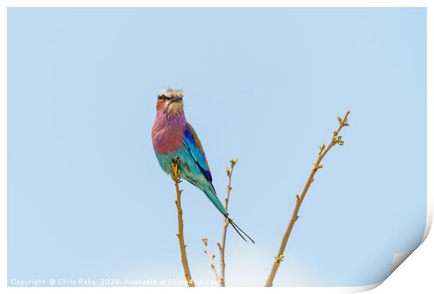 Lilac-Breasted Roller perched on a small branch Print by Chris Rabe