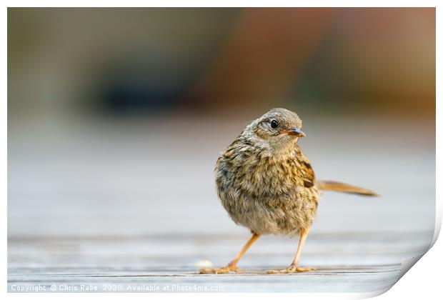 Dunnock juvenile, striking a pose on decking Print by Chris Rabe