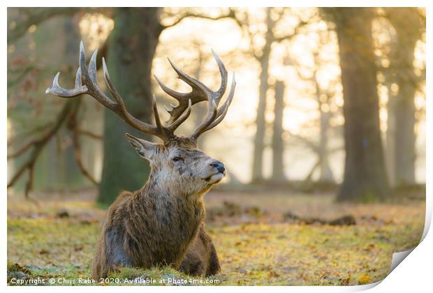 Red deer stag resting in early morning light Print by Chris Rabe