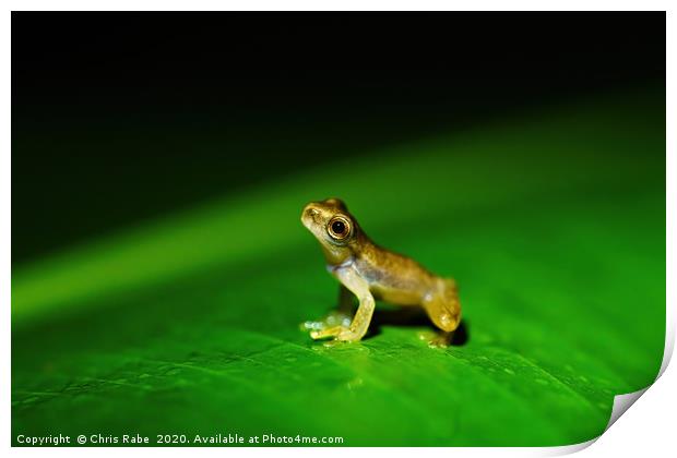 Tiny baby frog sitting on a large leaf Print by Chris Rabe