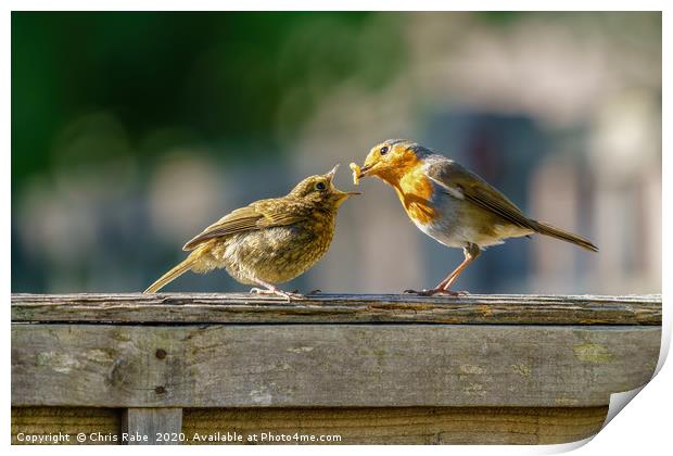 European Robin juvenile being fed Print by Chris Rabe