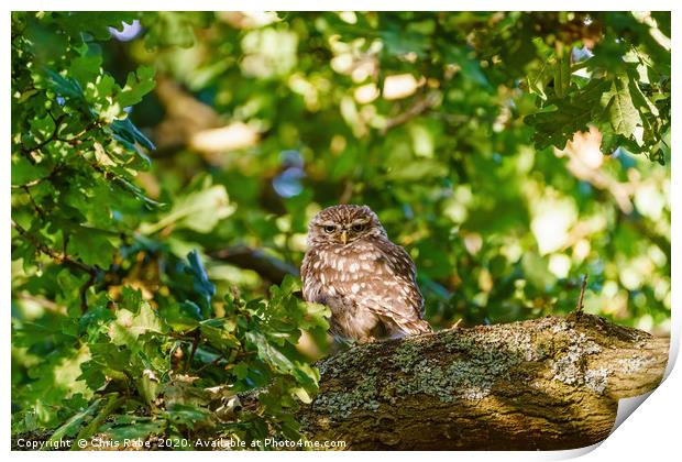 Little Owl surrounded by summer foliage Print by Chris Rabe