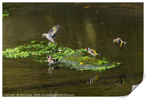European Goldfinch bathing in a small river Print by Chris Rabe