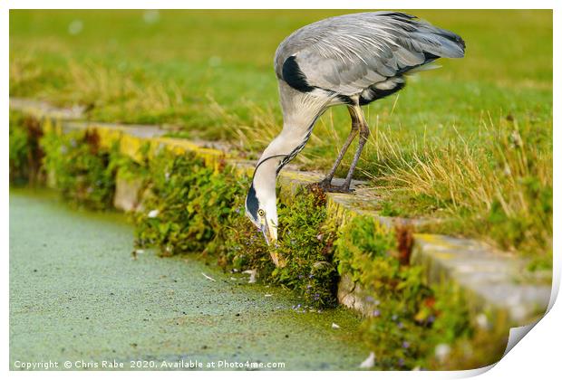 Grey Heron searching for food Print by Chris Rabe