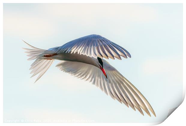 Common Tern  close-up in flight Print by Chris Rabe