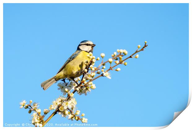 Blue Tit perched among blossoms Print by Chris Rabe