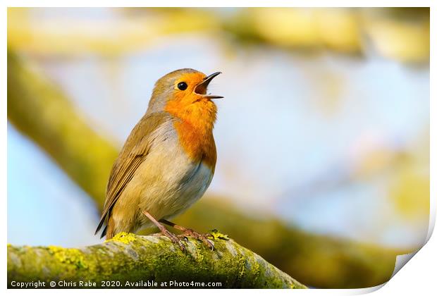 European Robin singing in early morning light Print by Chris Rabe