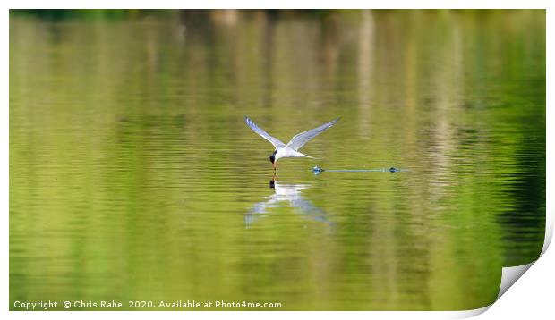 Common Tern skimming water Print by Chris Rabe