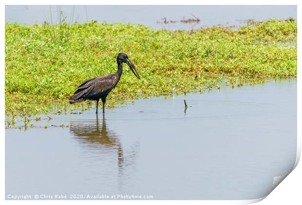 African Openbill stork Print by Chris Rabe