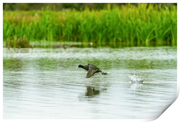 Coot sprinting over water Print by Chris Rabe
