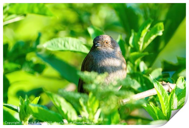 Dunnock in spring Print by Chris Rabe