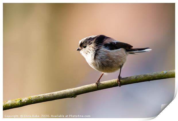 Long-tailed tit in morning light Print by Chris Rabe