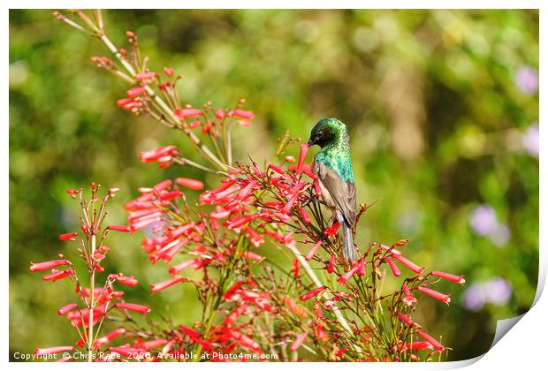southern double-Collared Sunbird Print by Chris Rabe