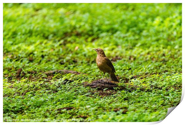 Clay-colored Thrush on the ground Print by Chris Rabe