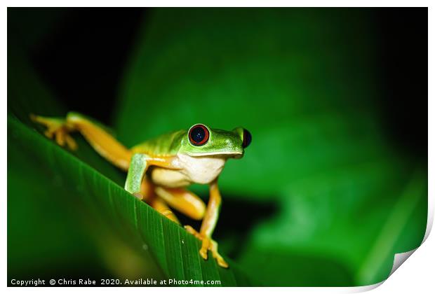 Red-Eyed Tree Frog sitting on a leaf Print by Chris Rabe