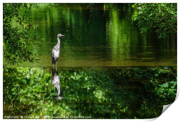 Grey Heron on the river crane Print by Chris Rabe