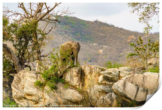 African Elephant bull on rocky hill Print by Chris Rabe