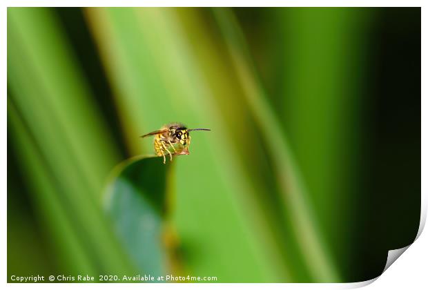 common wasp  Print by Chris Rabe