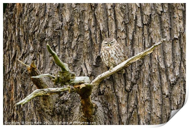 Little Owl perched on a large tree Print by Chris Rabe