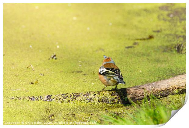 Chaffinch next to a pond Print by Chris Rabe