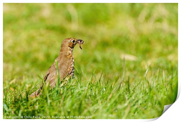 Song Thrush finding breakfast Print by Chris Rabe