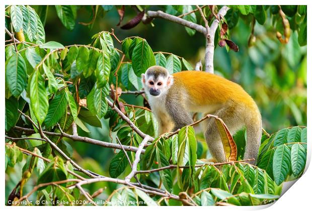 Squirrel Monkey  in tree top Print by Chris Rabe