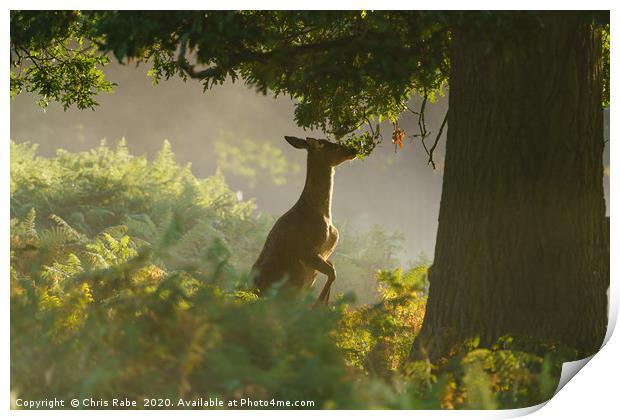 Deer breakfast Print by Chris Rabe