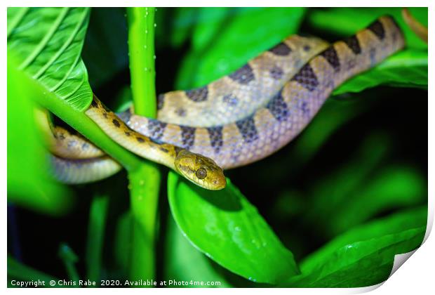 Banded Cat-eyed Snake  Print by Chris Rabe