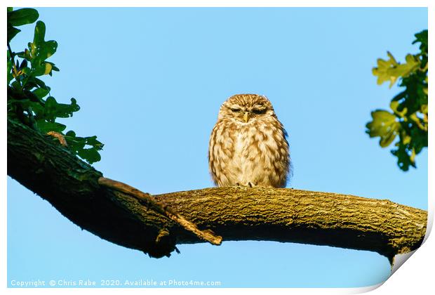 Little Owl frown Print by Chris Rabe