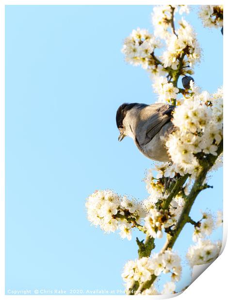 Blackcap in blossom Print by Chris Rabe
